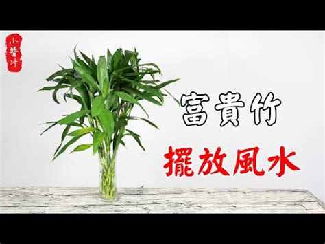 開運竹放陽台